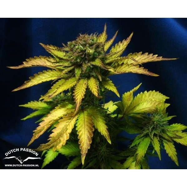 Auto Blueberry (Dutch Passion) Feminiserede