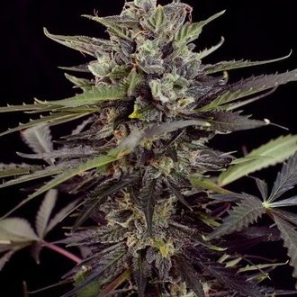Auto Blueberry (Dutch Passion) Feminiserede