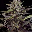 Auto Blueberry (Dutch Passion) Feminiserede
