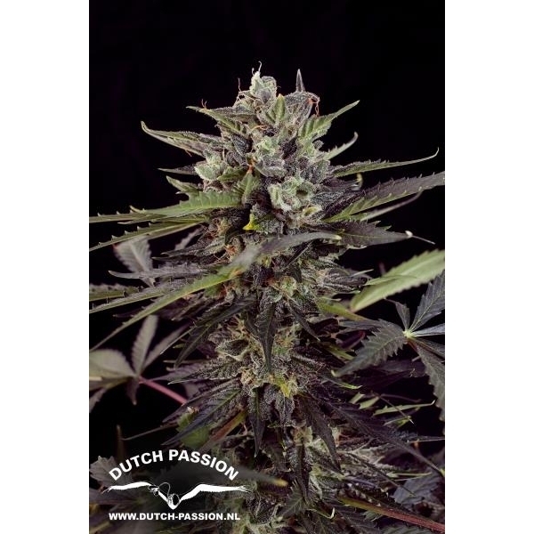 Auto Blueberry (Dutch Passion) Feminiserede