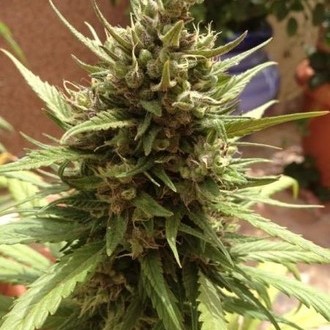 Auto Blueberry (Dutch Passion) Feminiserede