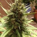 Auto Blueberry (Dutch Passion) Feminiserede