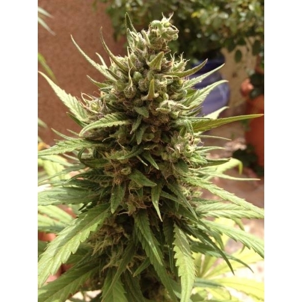 Auto Blueberry (Dutch Passion) Feminiserede