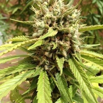Auto Blueberry (Dutch Passion) Feminiserede