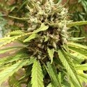 Auto Blueberry (Dutch Passion) Feminiserede