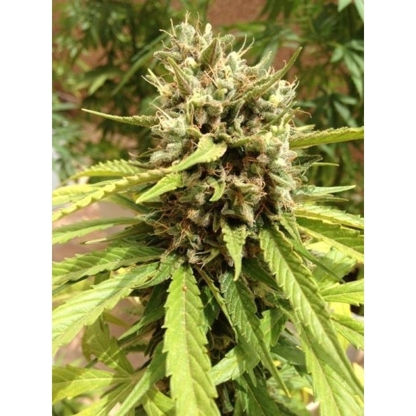 Auto Blueberry (Dutch Passion) Feminiserede