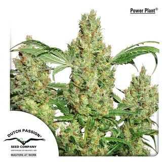Power Plant (Dutch Passion) feminiserede cannabisfr&oslash;