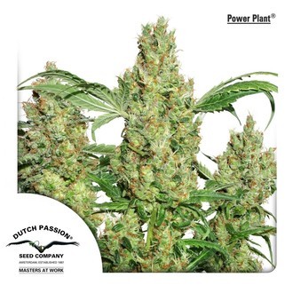 Power Plant (Dutch Passion) Feminiserede