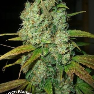 Power Plant (Dutch Passion) Feminiserede