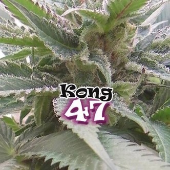 Kong 47 (Dr. Underground) feminiserede cannabisfr&oslash;