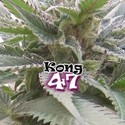 Kong 47 (Dr. Underground) Feminiserede
