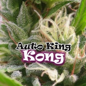Auto King Kong (Dr. Underground) feminiserede cannabisfr&oslash;