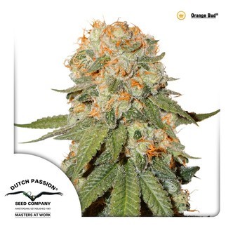 Orange Bud (Dutch Passion) feminiserede cannabisfr&oslash;