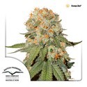 Orange Bud (Dutch Passion) Feminiserede