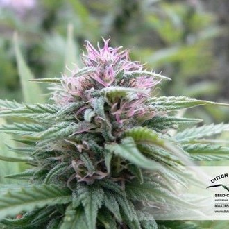 Orange Bud (Dutch Passion) Feminiserede