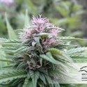 Orange Bud (Dutch Passion) Feminiserede