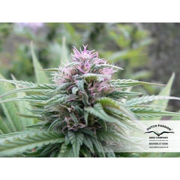 Orange Bud (Dutch Passion) Feminiserede