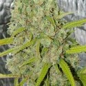 Orange Bud (Dutch Passion) Feminiserede