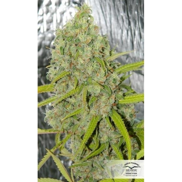 Orange Bud (Dutch Passion) Feminiserede