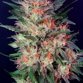 White Widow (Dutch Passion) Feminiserede