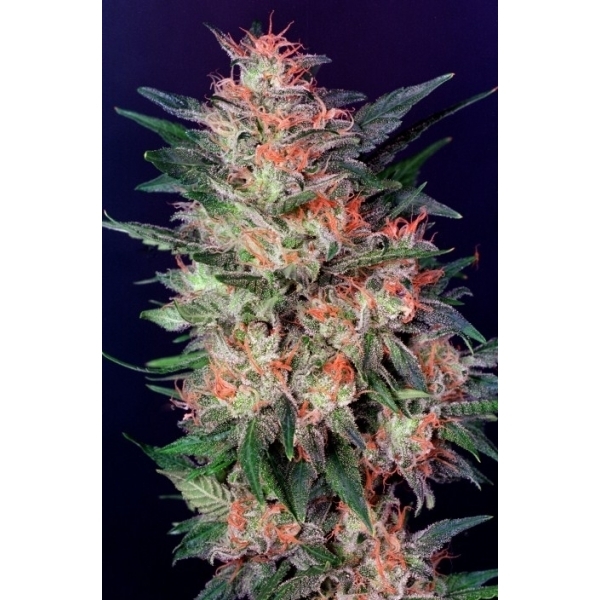 White Widow (Dutch Passion) Feminiserede
