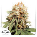 White Widow (Dutch Passion) Feminiserede