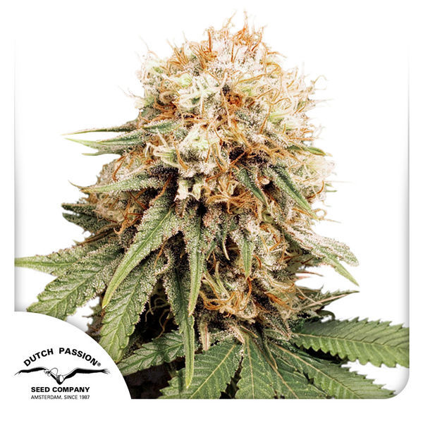 White Widow (Dutch Passion) Feminiserede