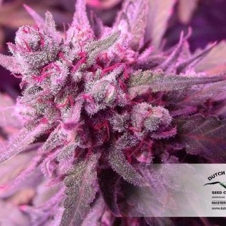 White Widow (Dutch Passion) Feminiserede