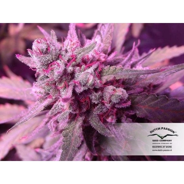 White Widow (Dutch Passion) Feminiserede