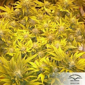 White Widow (Dutch Passion) Feminiserede