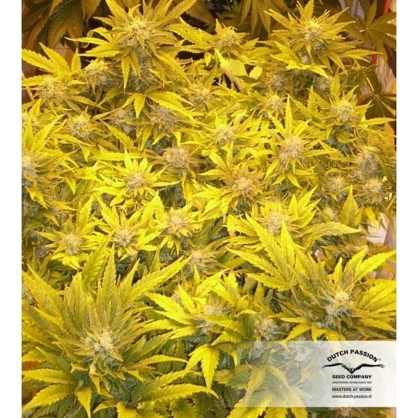White Widow (Dutch Passion) Feminiserede
