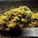 White Widow (Dutch Passion) Feminiserede