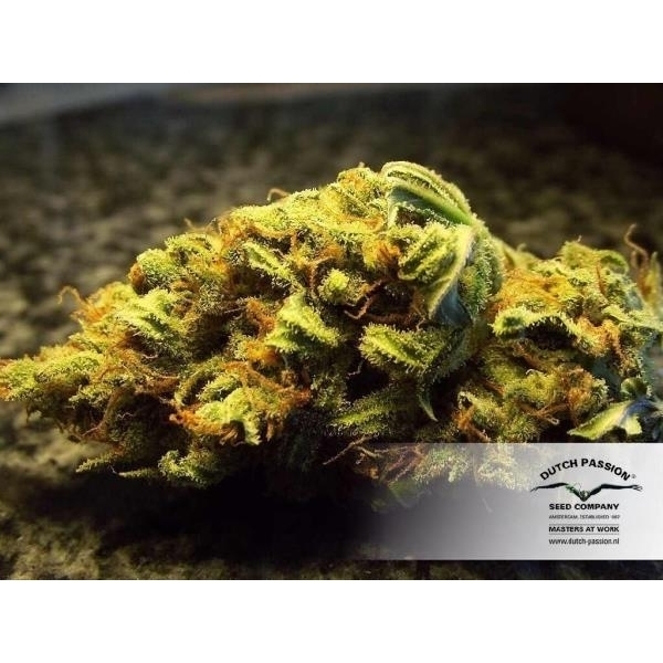 White Widow (Dutch Passion) Feminiserede