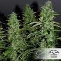 White Widow (Dutch Passion) Feminiserede
