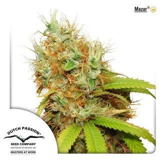 Mazar (Dutch Passion) Feminiserede