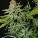 Mazar (Dutch Passion) Feminiserede