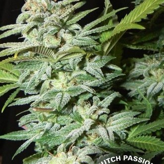 Mazar (Dutch Passion) Feminiserede