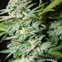 Mazar (Dutch Passion) Feminiserede