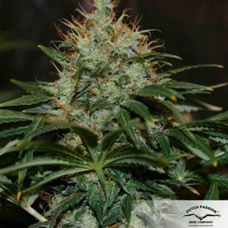 Mazar (Dutch Passion) Feminiserede