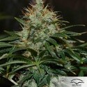 Mazar (Dutch Passion) Feminiserede