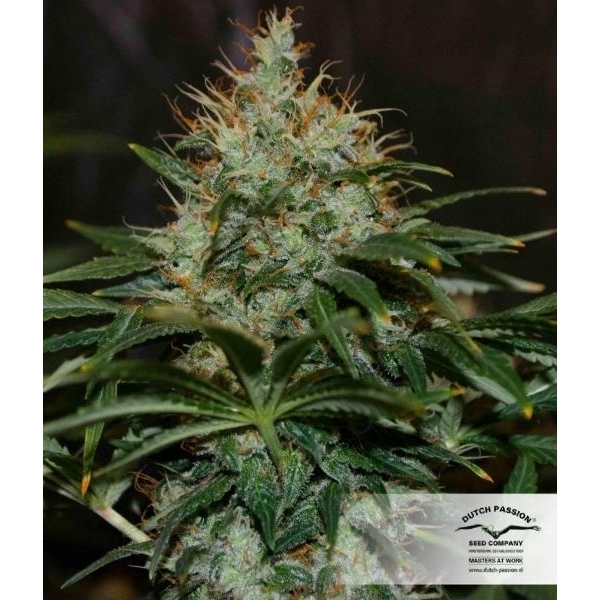 Mazar (Dutch Passion) Feminiserede