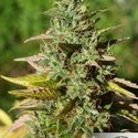 Mazar (Dutch Passion) Feminiserede