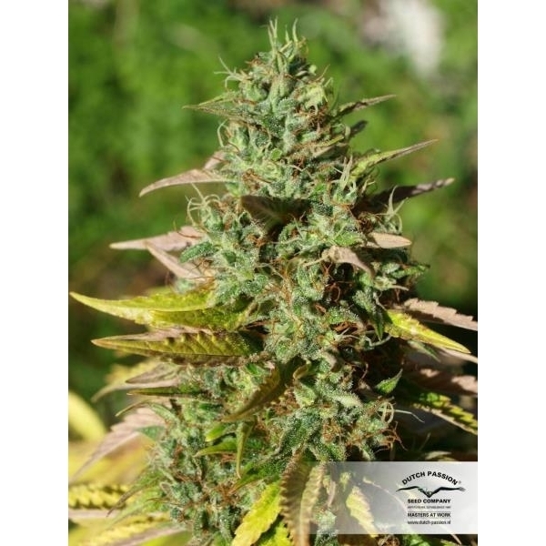 Mazar (Dutch Passion) Feminiserede