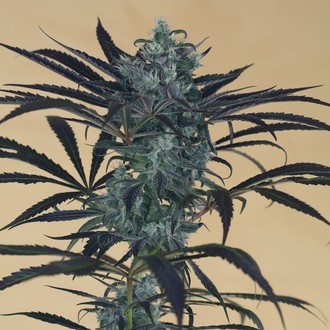 Blueberry Headband (Humboldt Seed Organization) Feminiserede