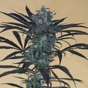 Blueberry Headband (Humboldt Seed Organization) Feminiserede