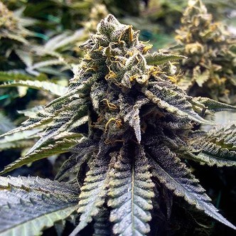 Chocolate Mint OG (Humboldt Seed Company) feminiserede cannabisfr&oslash;