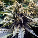 Chocolate Mint OG 2.0 (Humboldt Seed Organization) Feminiserede