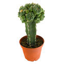 Podet peyote (Lophophora williamsii)