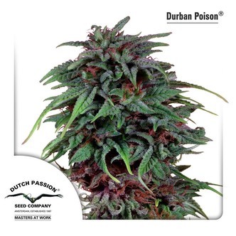Durban Poison (Dutch Passion) feminiserede cannabisfr&oslash;