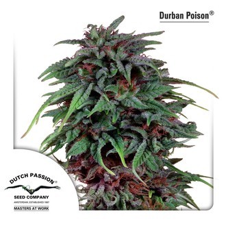Durban Poison (Dutch Passion) Feminiserede